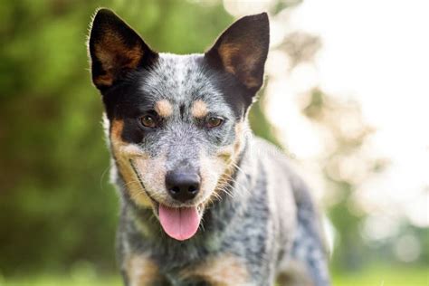 australian cattle dog unique markings.